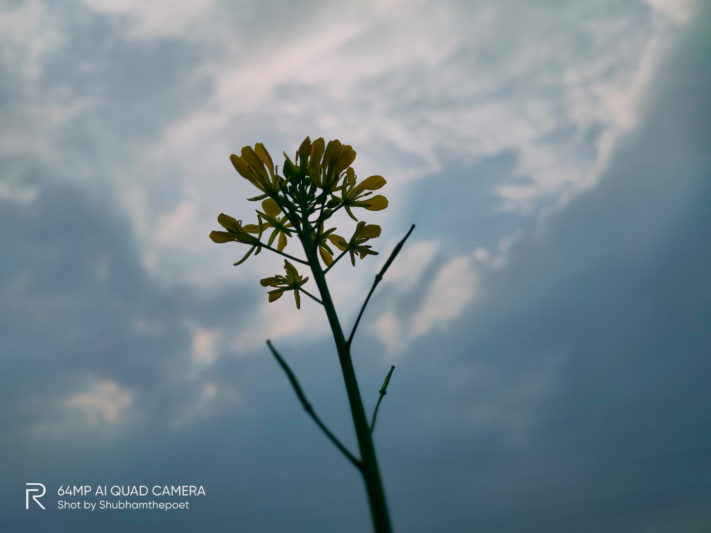 <p>दरीचे</p>